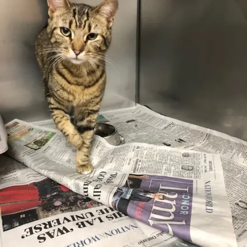 Grey Tabby Cat is in his/her cage with newspapers inside.